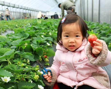 在城市，也能滿足採草莓小確幸～台北莓圃觀光休閒果園