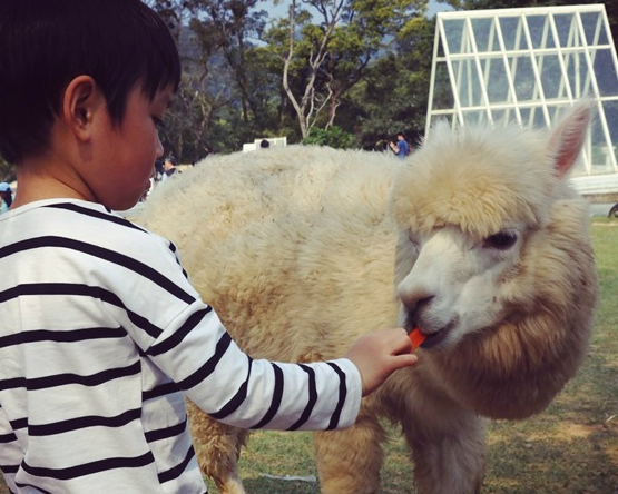 陽光、草地、小動物，戶外放電三寶大集合～桃園富田花園農場