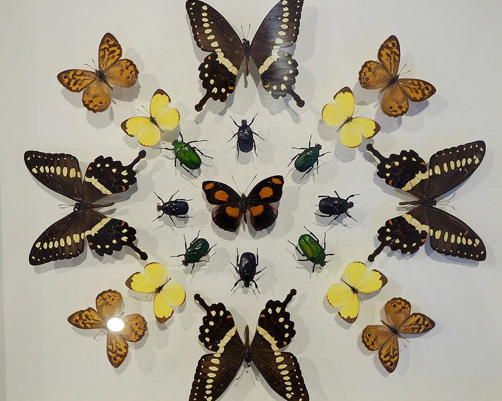 全台最齊全！蝴蝶、甲蟲標本收藏讓人眼花撩亂～宜蘭綺麗蝴蝶藝術館