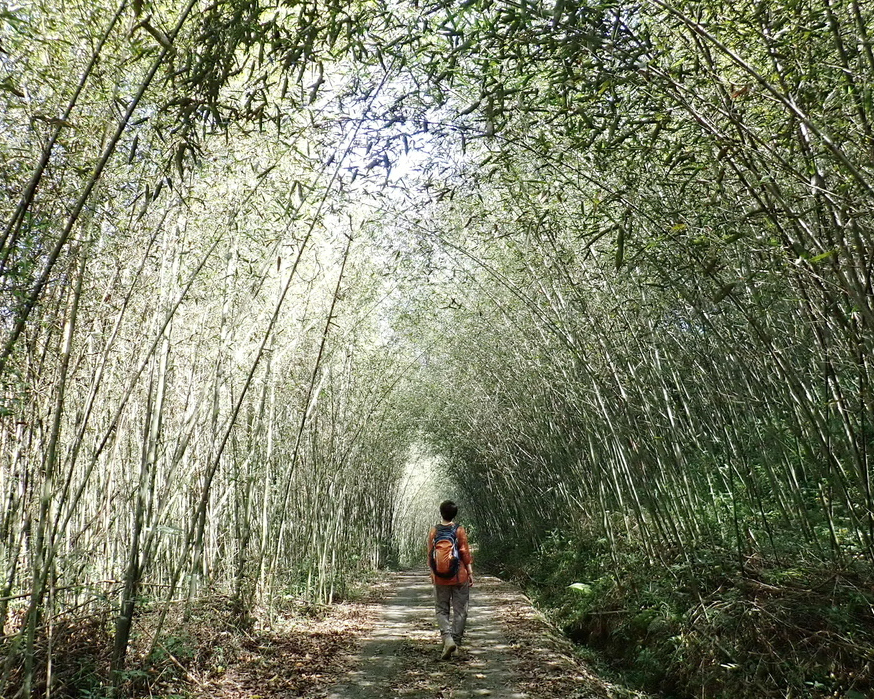 竹林隧道×水火同源×戲水瀑布，不疾不徐輕鬆好行～嘉義屯阿巴娜步道