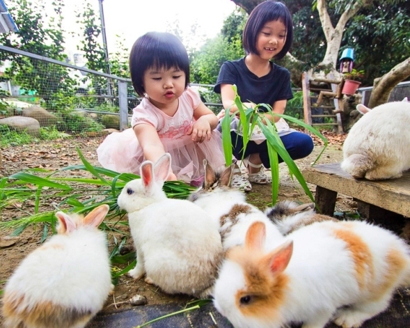 10元銅板價餵兔兔，復古遊具輕鬆遛小孩～台中青青湖畔親水花園
