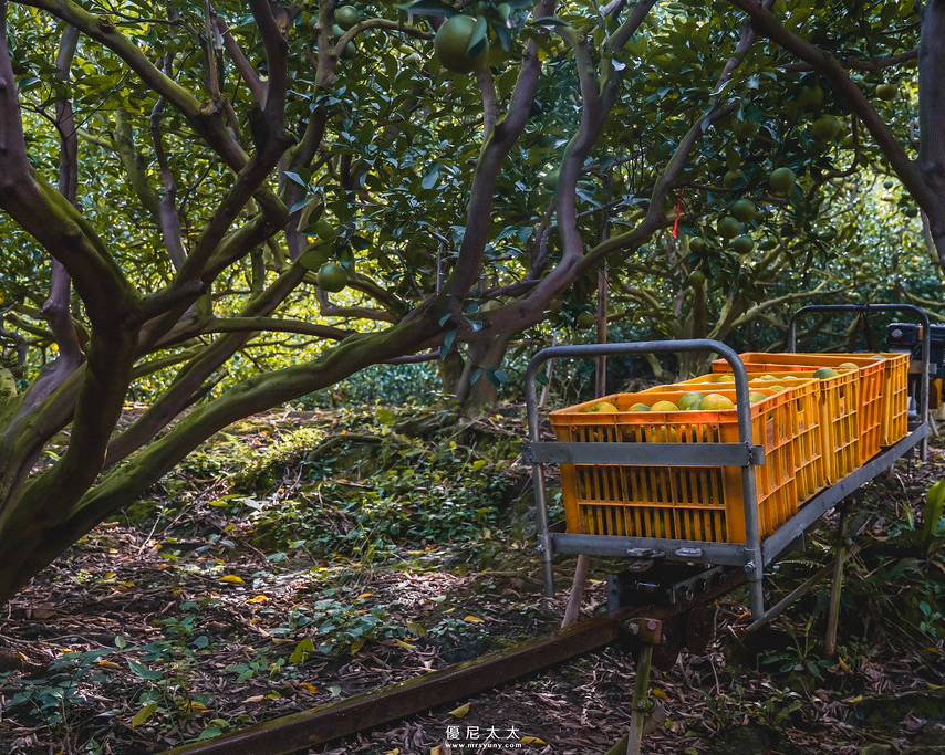 椪柑紅了！採果單軌車出動，園區內無限暢食～台中東昇觀光果園