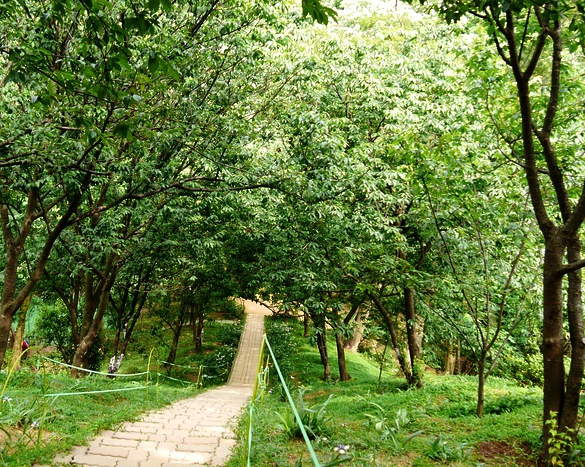 林下蝴蝶飛舞、桐花隨風飄落，好美的山林秘道～土城太極嶺登山步道