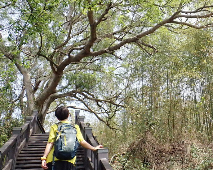 鐵道園區旁，隱藏郊山好景致～台中泰安登山步道