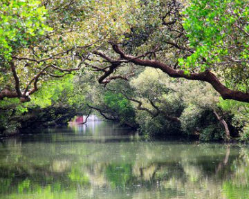 四草生態綠色隧道－台江國家公園