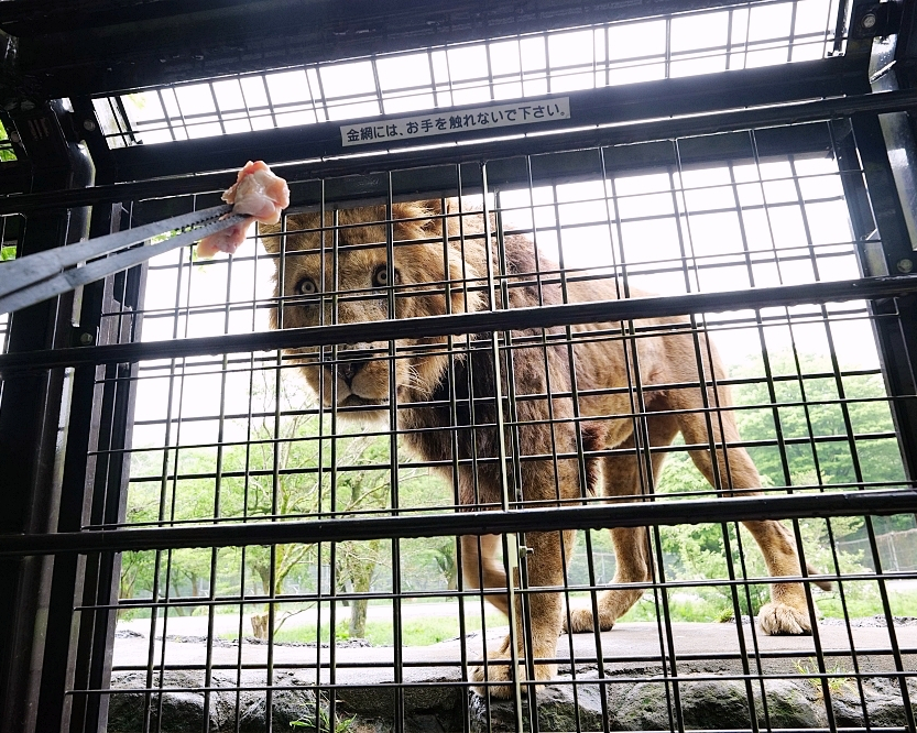 超級叢林巴士，親手餵食棕熊、獅子、長頸鹿～日本富士野生動物園Fuji Safari Park