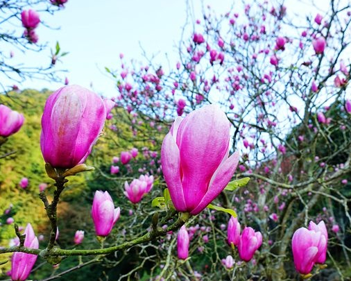 遠看似櫻近像蓮，木蓮花祕境～淡水楓樹湖