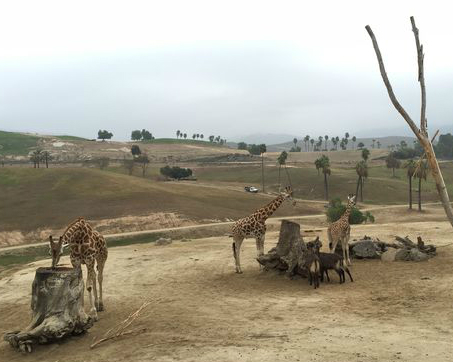 在動物吼叫聲中入眠，史上最酷的一夜！美國San Diego Zoo Safari Park