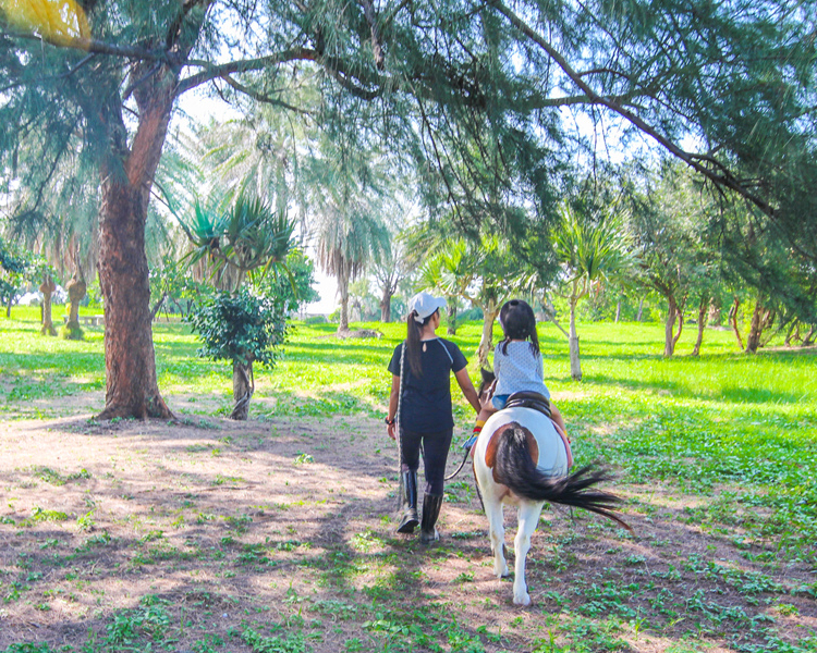 騎乘迷你馬漫步公園，和羊咩咩搭起友誼的橋樑～台南市立馬術場