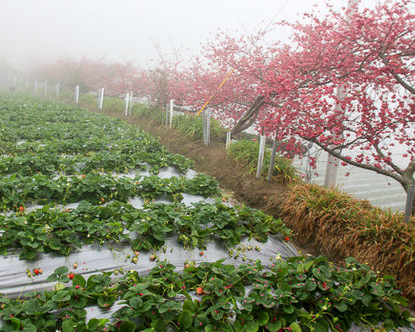 雲深不知處的賞花、採草莓秘境～苗栗大湖馬那邦山秀麗農莊
