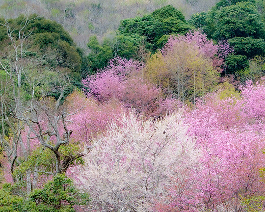 擁抱粉白櫻花，遠的要命的賞櫻秘境～新竹萬里山園