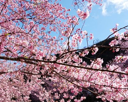 富士櫻滿開，粉粉嫩嫩點綴山頭一片春意～桃園拉拉山恩愛農場