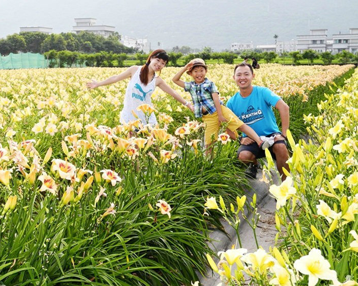 免上山！就能欣賞金針花海～花蓮嘉德萱草花田