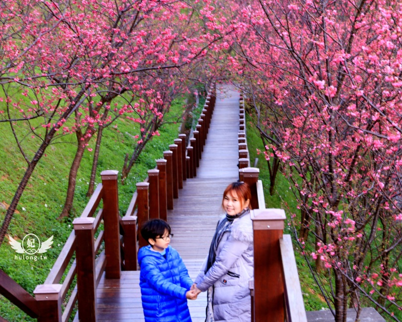 都市內的桃花源，親子同遊粉櫻隧道～桃園長庚養生文化村