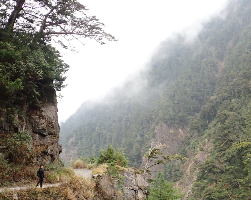 前進遠的要命王國，一窺國寶櫻花鉤吻鮭棲息地～南投合歡溪步道