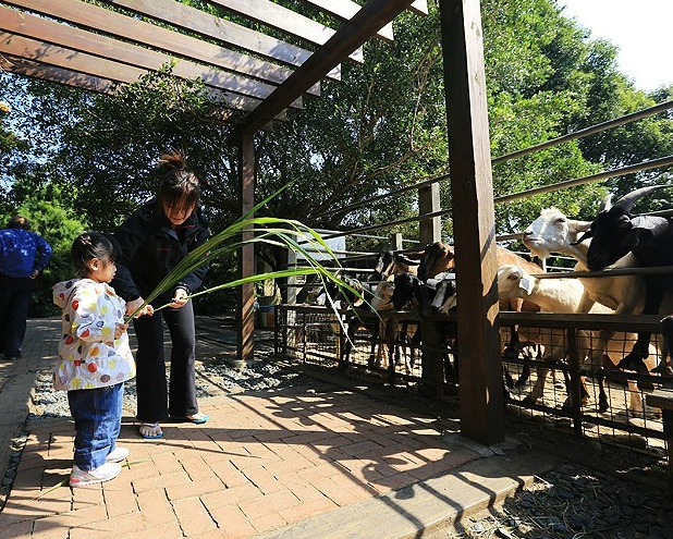 免費親子景點 益健乳羊牧場 餵羊趣