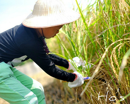 開心農場上課囉！一日小農體驗收割打穀、拔菜～苗栗題陞自然農場