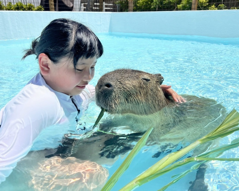 與水豚共游，水中轉圈翻滾超療癒～屏東鹿ㄦ島水豚生態園區