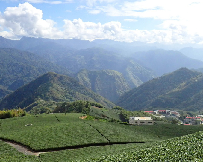 對望大象山，漫步茶園中～嘉義茶林山步道＋隙頂山