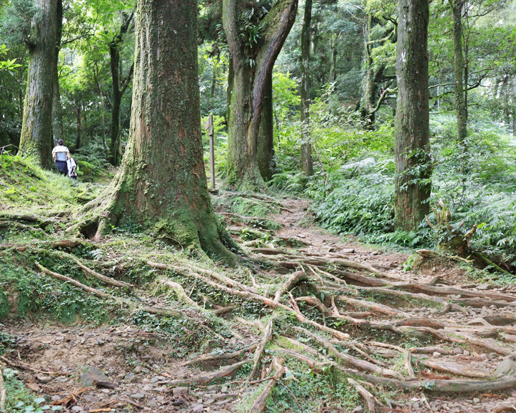 自導式步道，挑戰海拔1212小百岳～桃園東眼山國家森林遊樂區