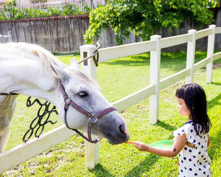 觀察馬廄日常，體驗馬匹餵食與牽騎～嘉義幸福山丘馬場