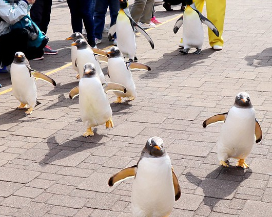 企鵝搖擺遊行、沙丁魚銀河水槽，盛大表演目不暇給～北海道登別尼克斯海洋公園