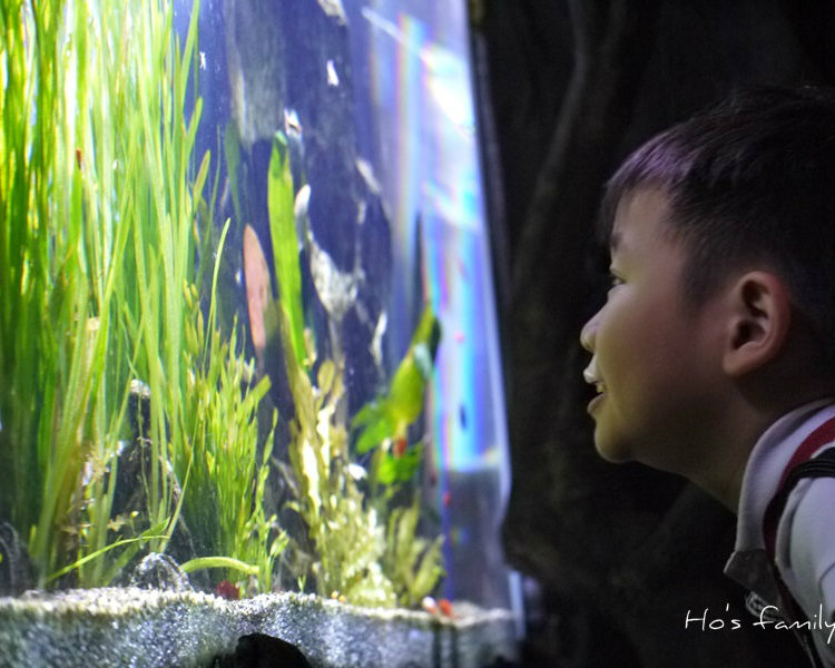 全台首創！學校外牆變身華麗水族館～台北民權國小