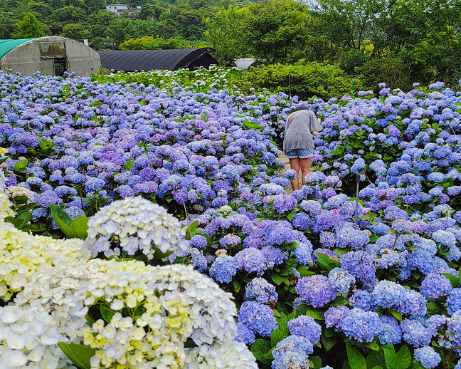 花開一刻，山邊綻放燦爛繡球煙火～台北竹子湖花與樹繡球花園