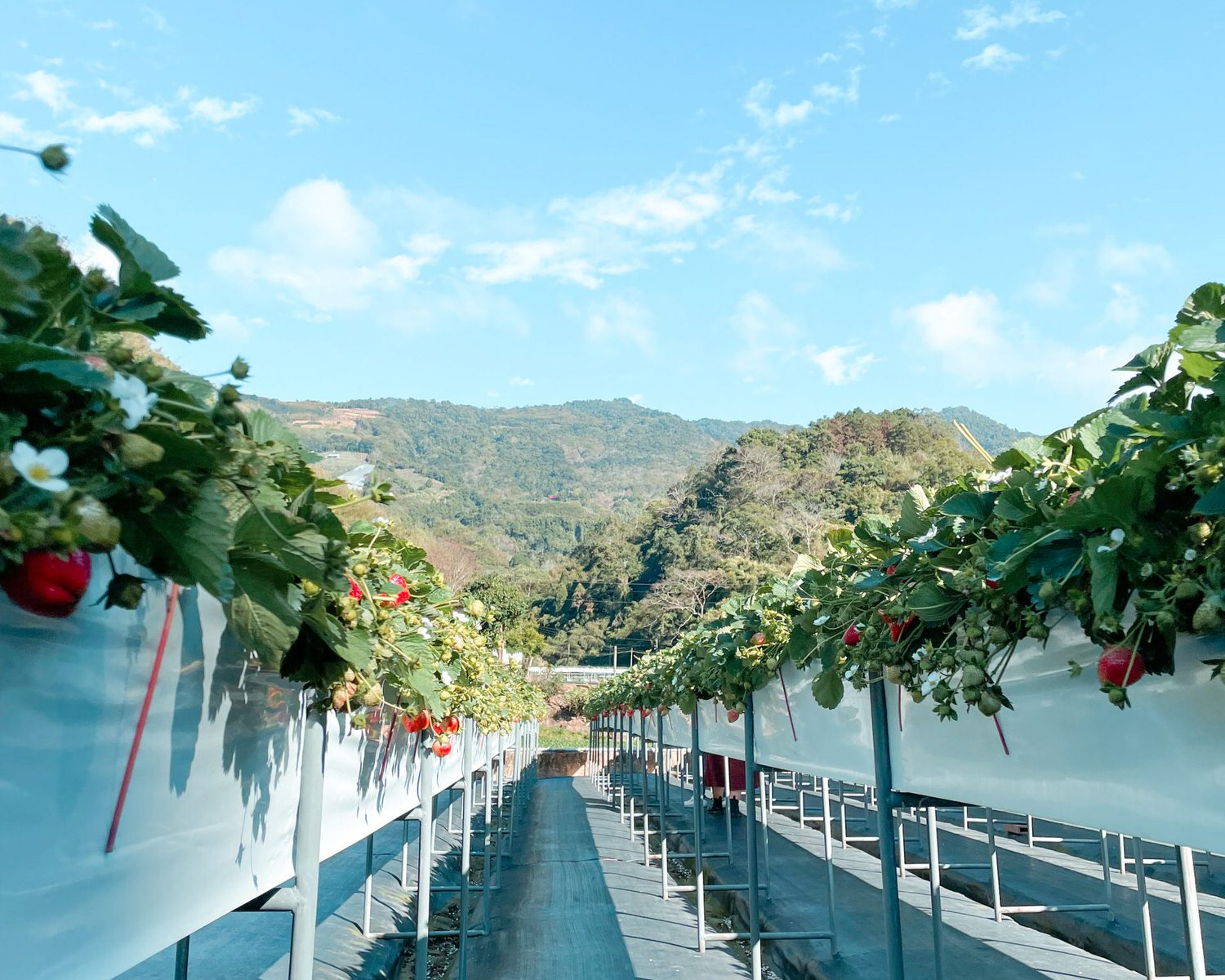 遠離人群，來去山中採草莓～苗栗興榮草莓園