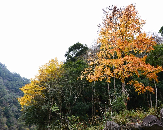 深山秘境！賞楓輕旅行～新竹尖石秀巒野溪溫泉