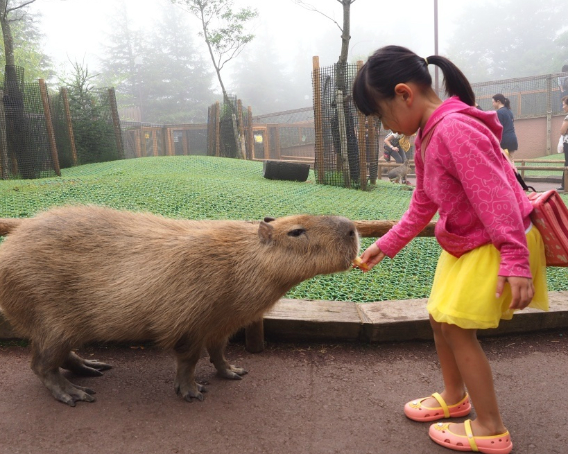 水豚、獅子，體驗不同種類動物餵食～靜岡富士Safari Park
