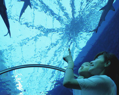 全球規模最大的水族館～新加坡S.E.A海洋館