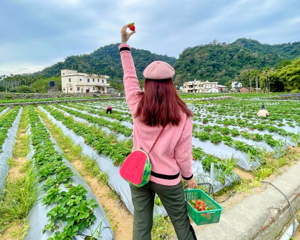 草莓紅又甜，價格更是甜蜜蜜～苗栗怡口軒安心莓