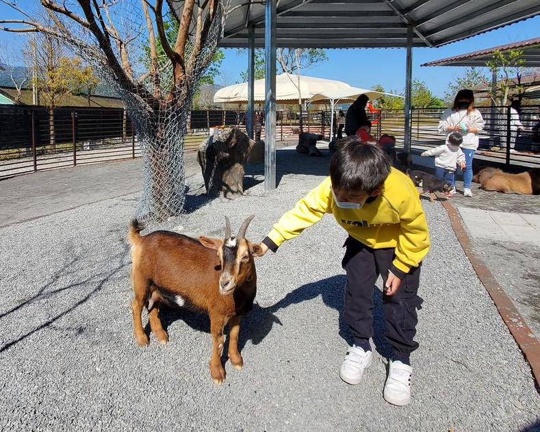 狐獴抱抱體驗，小動物餵食×上下其手樣樣來～宜蘭鹿爺爺