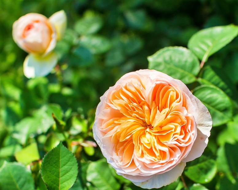 【臺北玫瑰展@花博公園新生園區】 2022/03/04~2022/03/27