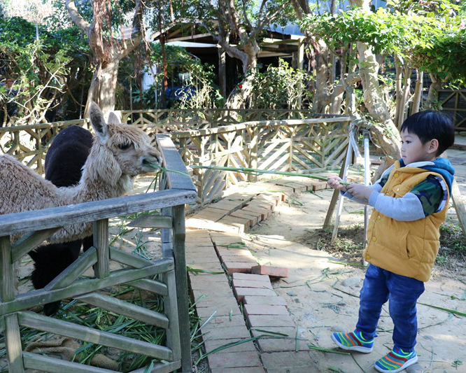 帶小孩餵羊咩咩、草泥馬，還有森林小火車叭叭叭～桃園羊世界牧場