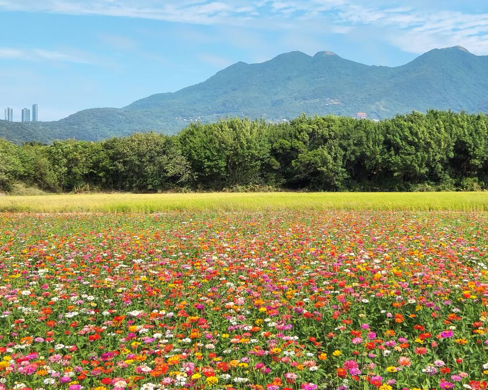 【關渡花海花田喜事】 2023/11/11~2023/11/26