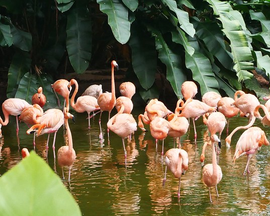 與鸚鵡共餐，飛禽齊聚大開眼界～新加坡Jurong Bird Park