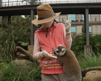 與環尾狐猴零距離互動體驗～新竹關西六福莊生態度假旅館