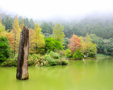 雲霧掩明池，落羽松披上黃衣迎秋日～宜蘭明池森林遊樂區