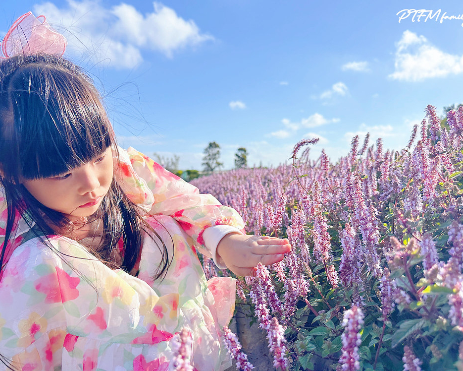 【桃園仙草嘉年華@楊梅】 2023/11/25~2023/12/03