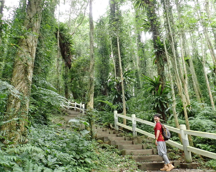 原始林×孟宗竹×茶園，不同林相相同美景～南投鳳凰谷步道 - 景點 - 親子旅遊 - KidsPlay親子就醬玩